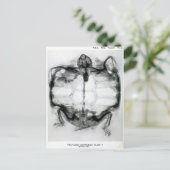 Vintages X-Ray der Schildkröte Postkarte (Stehend Vorderseite)