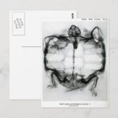 Vintages X-Ray der Schildkröte Postkarte (Vorne/Hinten)