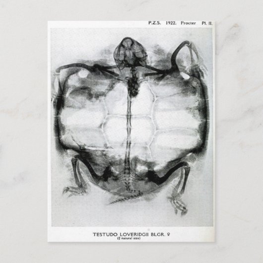 Vintages X-Ray der Schildkröte Postkarte (Vorderseite)