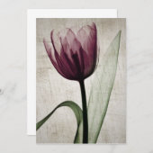 Vintages X-Ray Tulip (Vorne/Hinten)