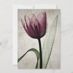 Vintages X-Ray Tulip