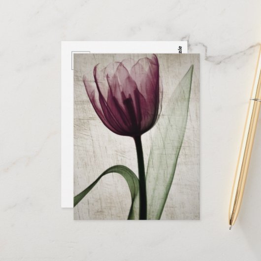 Vintages X-Ray Tulip Postkarte (Vorderseite/Rückseite Beispiel)