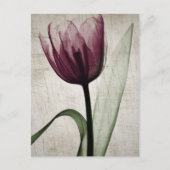 Vintages X-Ray Tulip Postkarte (Vorderseite)