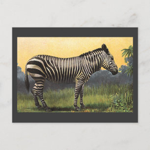 Vintages Zebra in der afrikanischen Savannah, Wild Postkarte