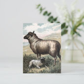 Vintages Zeichnen: Blackhead-Perser-Schafe Postkarte (Stehend Vorderseite)