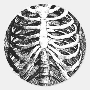 Vintages Zeichnen eines ribcage Runder Aufkleber