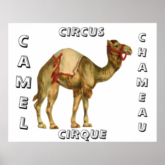 Vintages Zirkus-darstellend-Kamel Poster (Vorne)