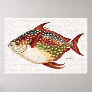 Vintagezeichnung von Opah, tropischem Sportfisch a Poster