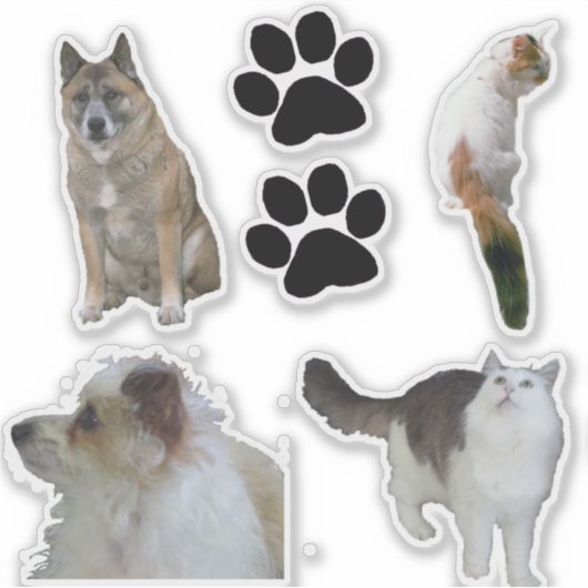 Vinyl Sticker - Katzen und Hunde (Vorderseite)