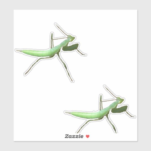 Vinyl Sticker - Preying Mantis (Blatt)