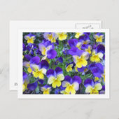 Viola cornuta postkarte (Vorne/Hinten)