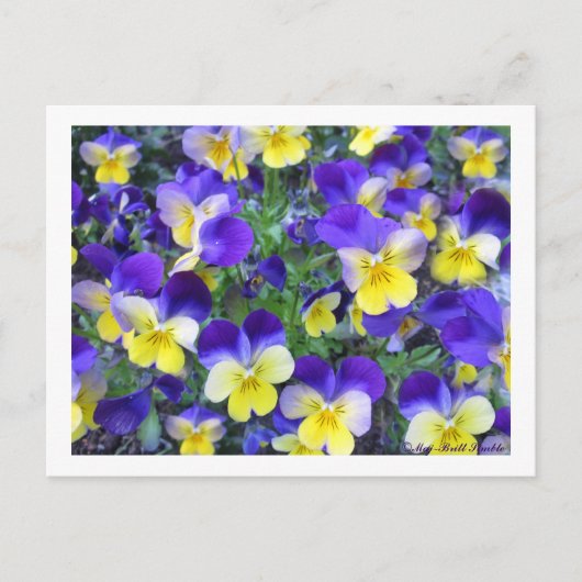 Viola cornuta postkarte (Vorderseite)