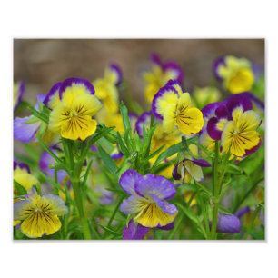 Viola-Foto-Druck Fotodruck