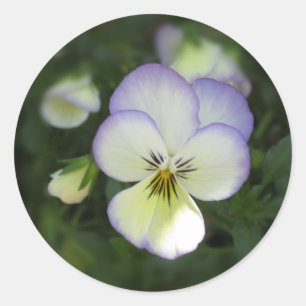 Viola Pansy ~ Lavender Cream Runder Aufkleber