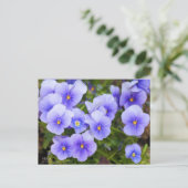 Viola:Postcard Postkarte (Stehend Vorderseite)