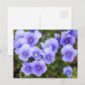 Viola:Postcard Postkarte (Vorne/Hinten)