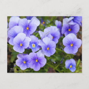 Viola:Postcard Postkarte