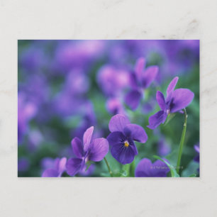 Viola Postkarte