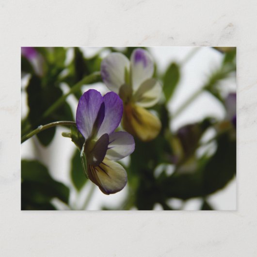 Viola Postkarte (Vorderseite)