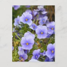 Viola [Postkarte] Postkarte