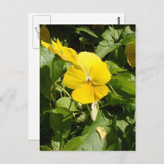 Viola 'Swiss Giant Yellow' Postkarte (Vorne/Hinten)