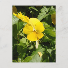 Viola 'Swiss Giant Yellow' Postkarte