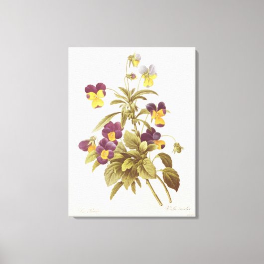 Viola Tricolor Leinwanddruck (Vorderseite)