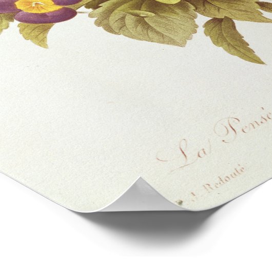 Viola Tricolor Poster (Ecke)