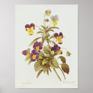 Viola Tricolor Poster