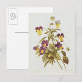 Viola Tricolor Postkarte (Vorne/Hinten)