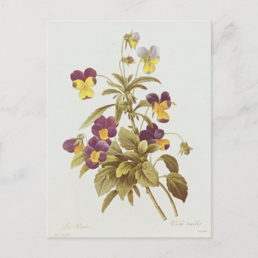 Viola Tricolor Postkarte (Vorderseite)