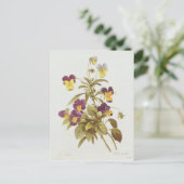 Viola Tricolor Postkarte (Stehend Vorderseite)