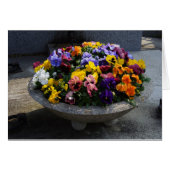 Viola witjana (Vorderseite (Horizontal))