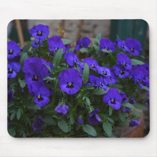 Viola witjana mousepad (Vorne)