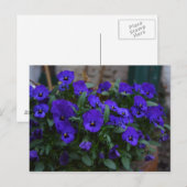 Viola witjana postkarte (Vorne/Hinten)