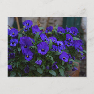 Viola witjana postkarte