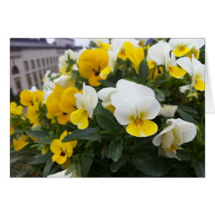Violas im Garten der Villa di Poggio a Caiano