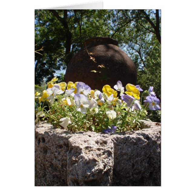 Violas in einem Steintrog. (Vorne)
