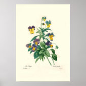 Violas Poster (Vorne)