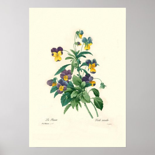 Violas Poster (Vorne)