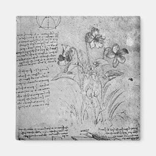 Violas-Studien Magnet