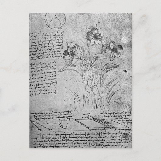 Violas-Studien Postkarte (Vorderseite)