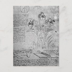 Violas-Studien Postkarte