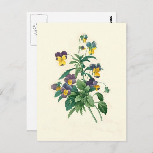 Violas von Pierre-Joseph Redouté Postkarte (Vorne/Hinten)