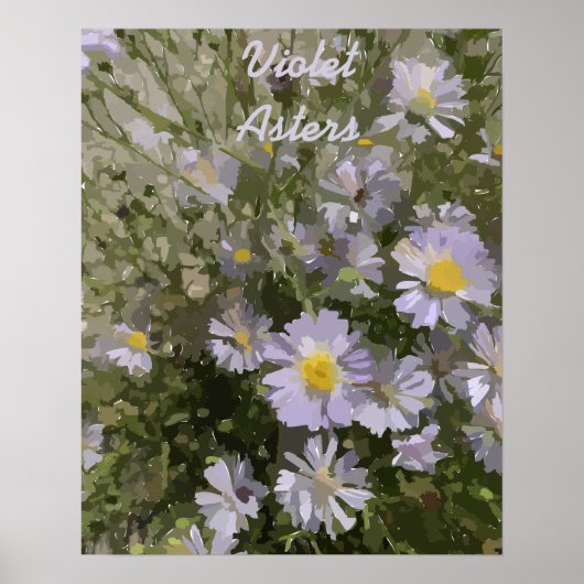 Violet Asters Poster (Vorne)