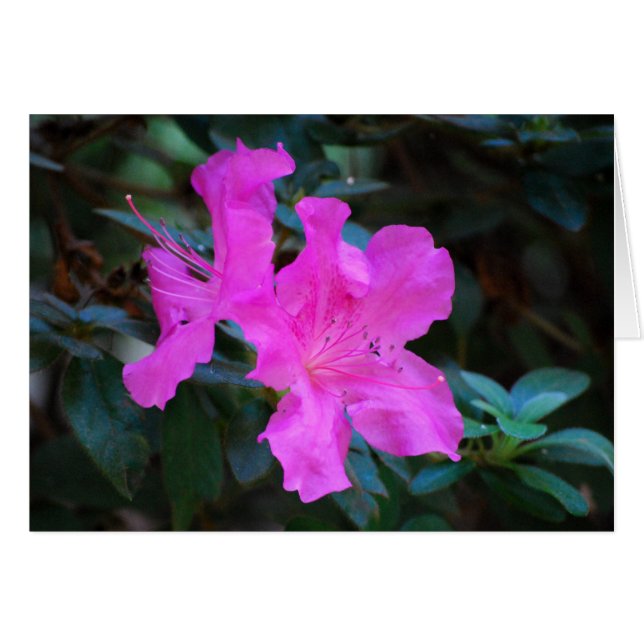 Violet Azaleas Card (Vorderseite (Horizontal))