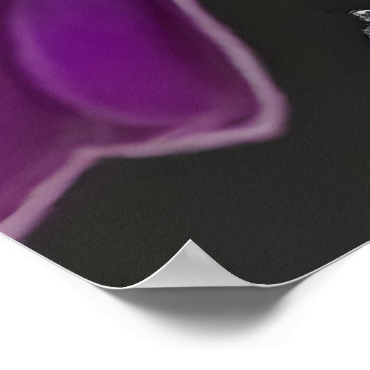 Violet-backed Starling Poster (Ecke)