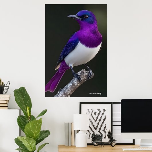 Violet-backed Starling Poster (Heimbüro)