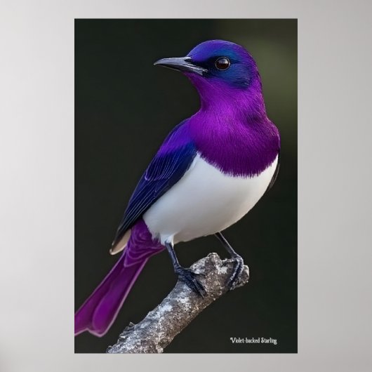 Violet-backed Starling  Poster (Vorne)
