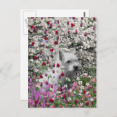 Violet bei Blume - Weißer Westie Postkarte (Vorne/Hinten)